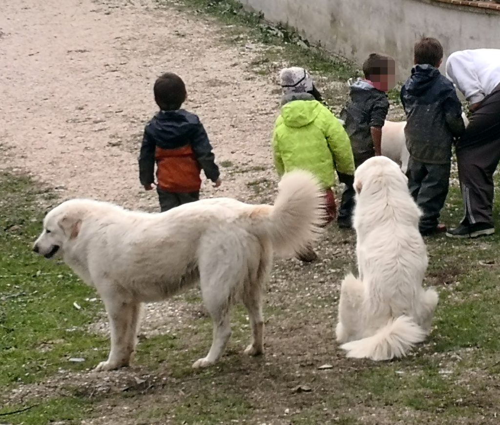 Questa immagine ha l'attributo alt vuoto; il nome del file è BaldoRiccia_Staff_Sorveglianza_Fattoria_Maremmani-1-1024x870.jpg