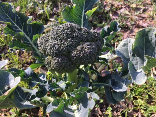 Agricola Baldo&Riccia_ Verdure invernali_broccoli